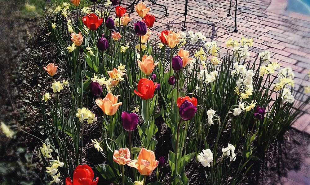 tulips_antrim_spring_wedding